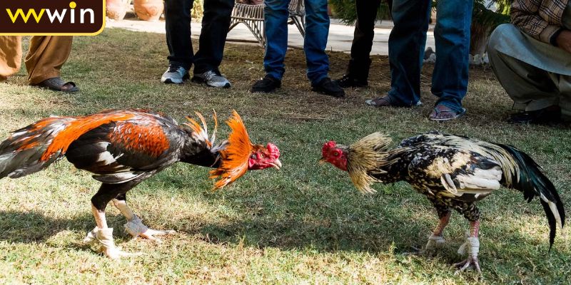 Các hình thức thi đấu chính tại đá gà C4